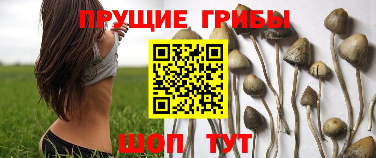 Луга  цена   Вход с VPN  Псилоцибиновые грибы Cubensis 